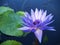 Blooming blue lotus flower