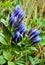 Blooming of blue mountain alpine flower, Caucasus mountains