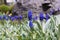 Blooming blue muscari