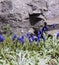 Blooming blue muscari