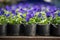 Blooming blue pansy viola flower in plastic pot cultivated in greenhouse or nursery plant