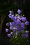 blooming blue peach-leaved bellflowers (campanula)