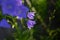 Blooming blue peach-leaved bellflowers (campanula)