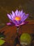 Blooming Blue purple Lotus ...symbol for Eastern Mystic traditions