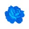 Blooming blue rose. Vector illustration on white background.
