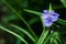 Blooming blue Tradescantia Tradescantia virginiana in the garden