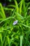 Blooming blue Tradescantia Tradescantia virginiana in the garden