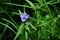 Blooming blue Tradescantia Tradescantia virginiana in the garden