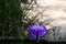 Blooming Blue and Violet Nymphaea Lotus with Blurred Background