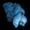 Blooming blue-white Phalaenopsis inflorescence isolated on black background. Studio close-up shot.