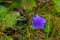 Blooming Bluebell. Harebell, Campanula Rotundifolia on the Green Meadow of Alps