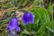 Blooming Bluebell. Harebell, Campanula Rotundifolia on the Green Meadow of Alps. Selective focus