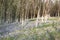 blooming Bluebells in forest