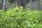 Blooming blueberry in forest