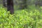 Blooming blueberry in forest