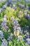 Blooming Bluebonnet wildflower at springtime near Dallas, Texas