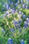 Blooming Bluebonnet wildflower at springtime near Dallas, Texas