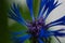 Blooming bluett bluebottle in detail
