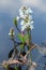 Blooming bogbean, Menyanthes trifoliata