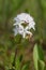 Blooming bogbean plant