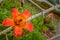 Blooming Bombax ceiba tree