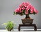 Blooming bonsai azalea