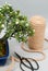 Blooming bonsai in a ceramic pot on a light gray background with scissors for trimming indoor plants.