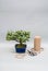 Blooming bonsai in a ceramic pot on a light gray background with scissors for trimming indoor plants.