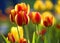 Blooming Botanical Tulip flowers - Tulipa - in spring season in a botanical garden