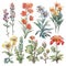 Blooming Botanicals Watercolor Clipart .