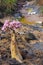 Blooming bottle tree on the bank of the stream. Wild nature. Yemen.