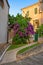 Blooming Bougainvillea bush, Rovinj, Croatia