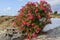 Blooming bougainvillea flowers on Santorini.
