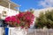 Blooming bougainvillea flowers on Santorini. Cyclades, Greece