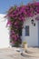 Blooming bougainvillea, framing the window