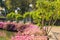 The blooming bougainvillea in garden