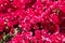 Blooming bougainvillea glabra. Lesser bougainvillea or paperflower. Magenta petals flower background