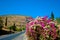 Blooming bougainvillea, Latin Bougainvillea. White-pink bougainvillea flowers, bush with flowers against a blue sky.