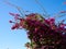 Blooming Bougainvillea Paper flower