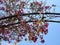 Blooming Bougainvillea Paper flower