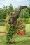 Blooming bougainvillea roses