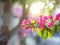 Blooming bougainvillea, streets of the old town of Bodrum, Turkey