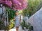 Blooming bougainvillea, streets of the old town of Bodrum, Turkey