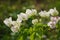 Blooming bougainvillea white flowers