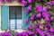 Blooming bouganville flower in summer season- exterior decoration of Italian home with traditional window
