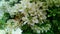 blooming Bougenville White Variegata. Bougainvillea flowers texture and background.