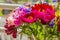 Blooming bouquet of colorful peony flowers