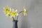 Blooming bouquet of daffodils in a vase