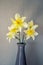 Blooming bouquet of daffodils in a vase