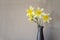 Blooming bouquet of daffodils in a vase